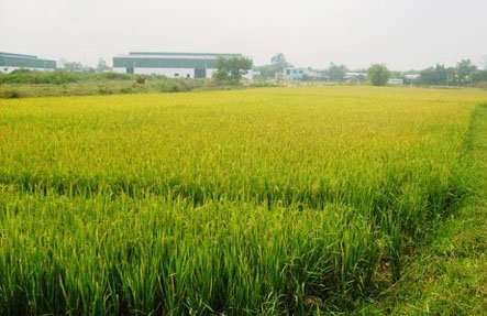 Quy định về nhận thừa kế đất trồng lúa